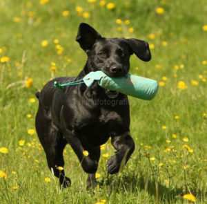 Läs mer om artikeln WT Älgparken – Inställt