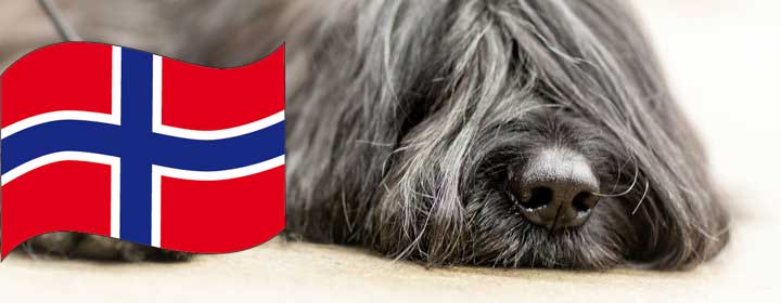 foragte Forståelse Modtager maskine Norska hundar åter välkomna! -
