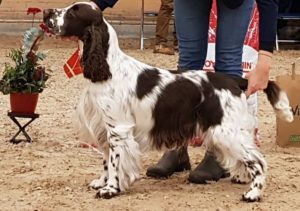Läs mer om artikeln Resultat Rättvik Lördag 9 Nov 2019
