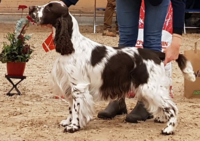 Du visar för närvarande Resultat Rättvik Lördag 9 Nov 2019