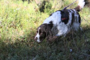 Läs mer om artikeln Viltspårskurs för Nybörjare