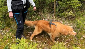 Läs mer om artikeln Viltspår Utveckling mot elitspår