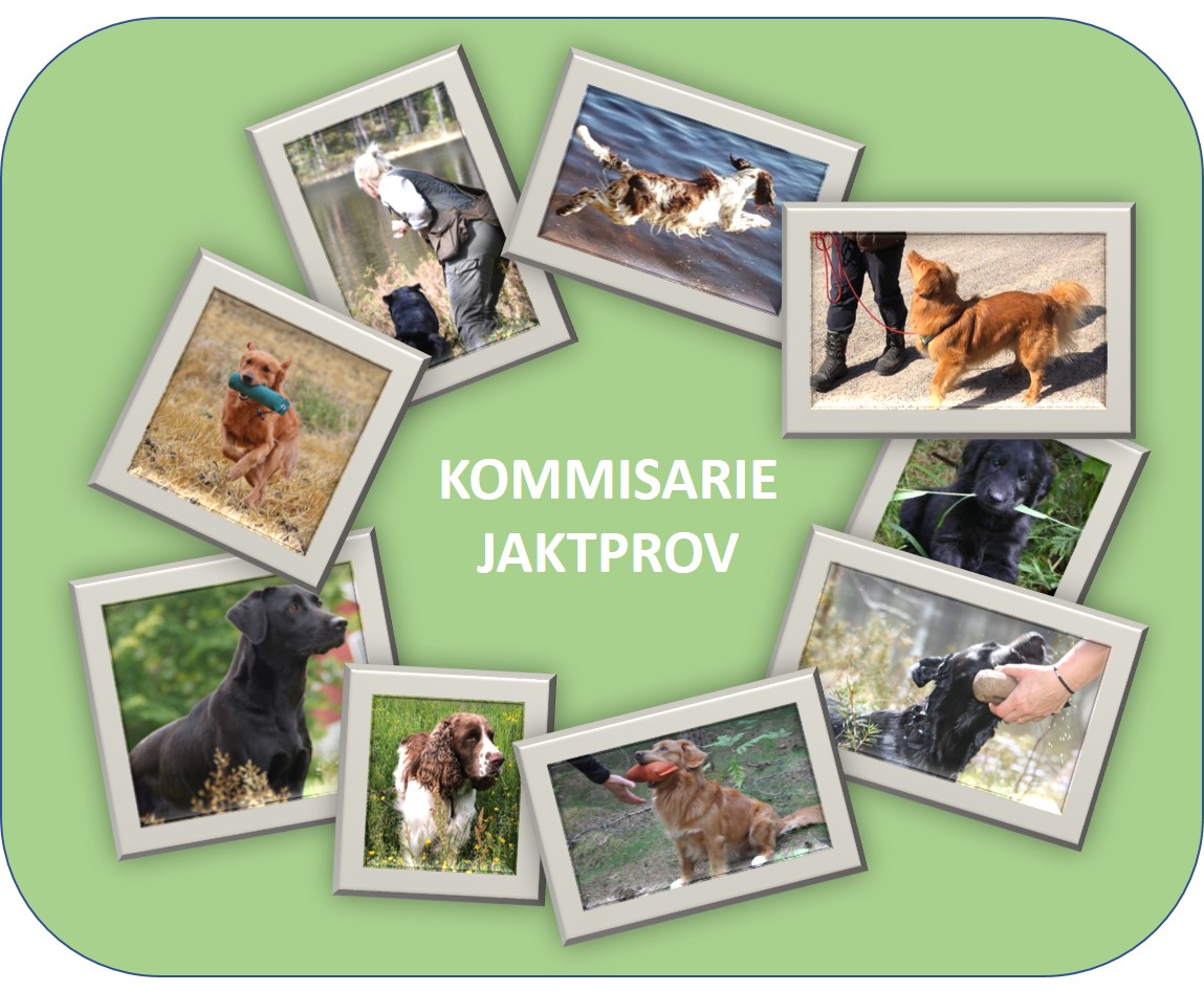 Läs mer om artikeln Utbildning – Kommissarie vid jaktprov