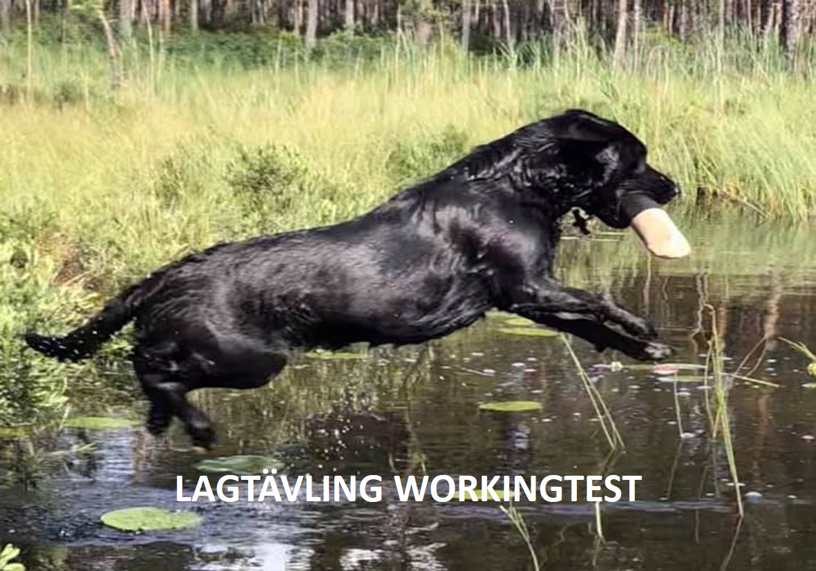 Du visar för närvarande SSRK Dalarnas lagtävling