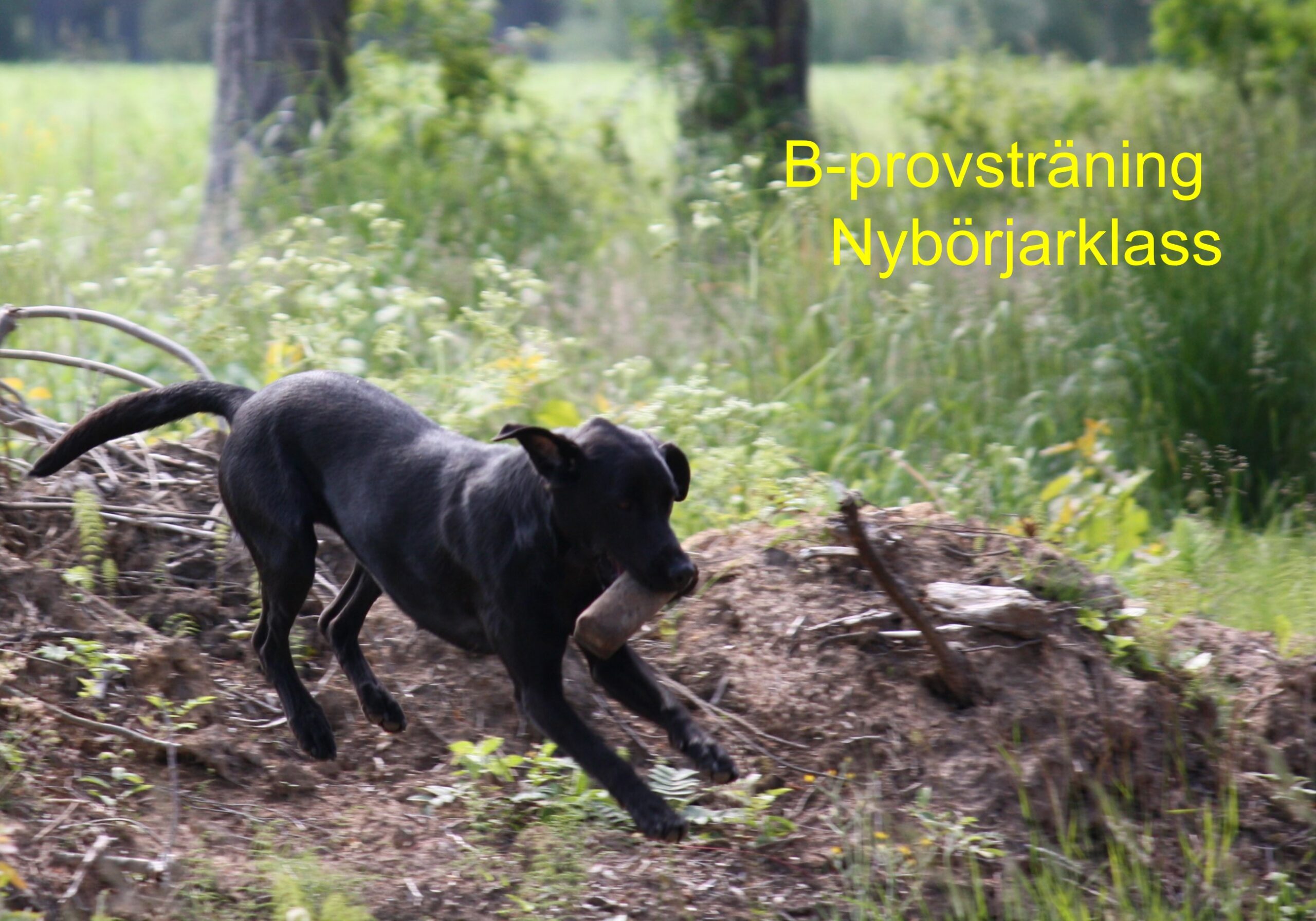 Du visar för närvarande B-provsträning Nybörjarklass