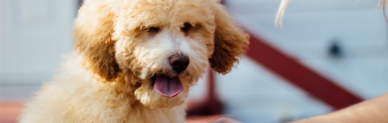 Läs mer om artikeln Föreläsning Friskvård / Första hjälpen