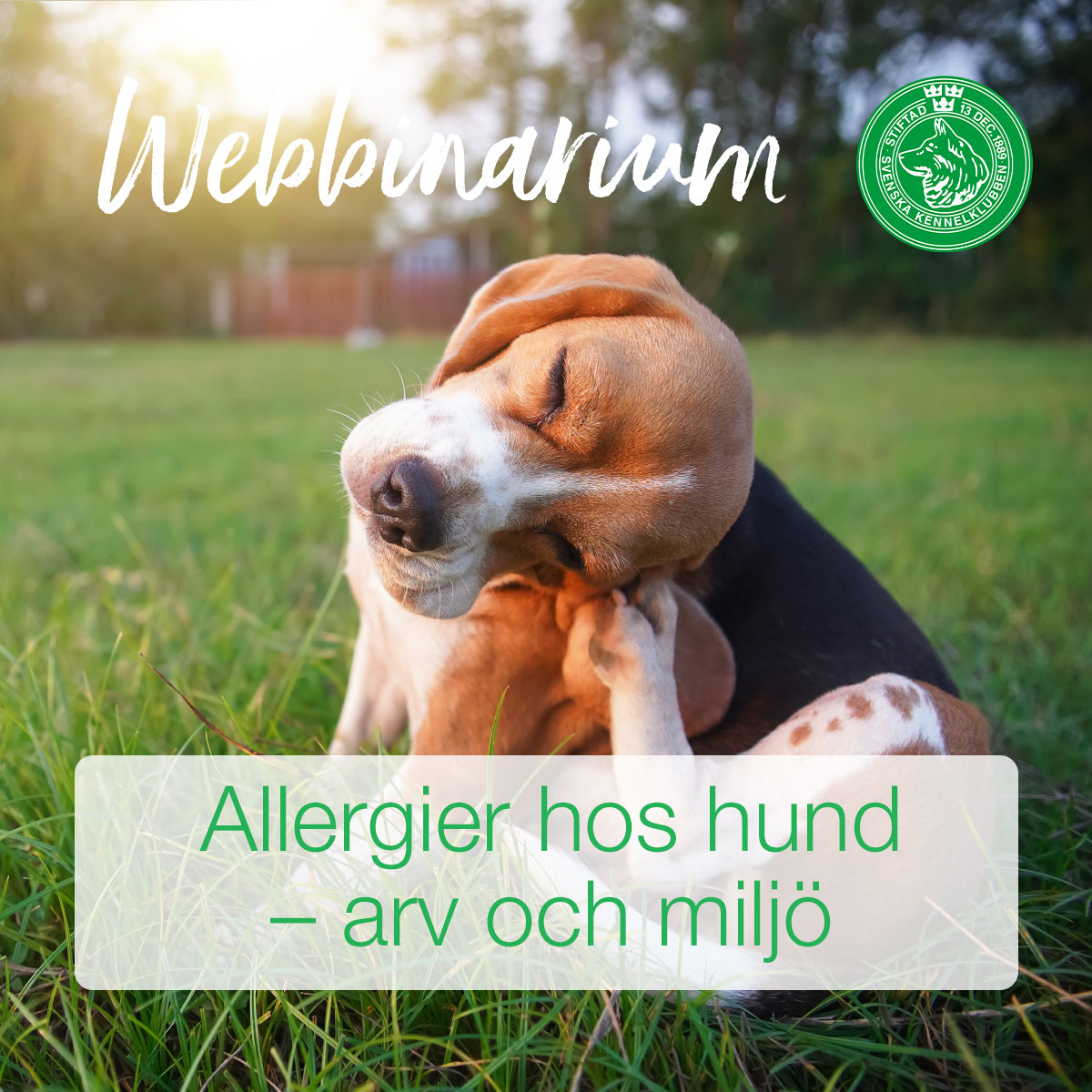 Läs mer om artikeln Allergier – Webbinarium