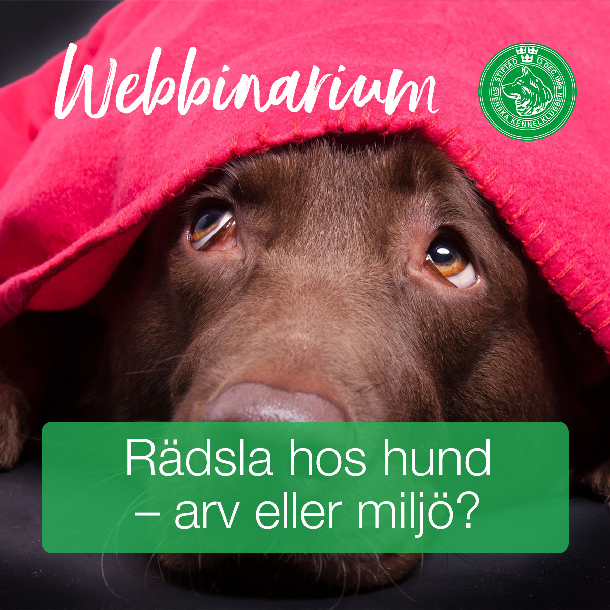 Du visar för närvarande Webbinarium – Rädsla hos hund