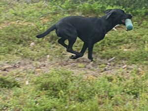 Läs mer om artikeln Möjligheter för Hundträning i  Kuså