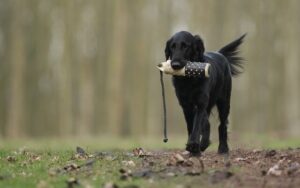 Läs mer om artikeln Walk UP träning