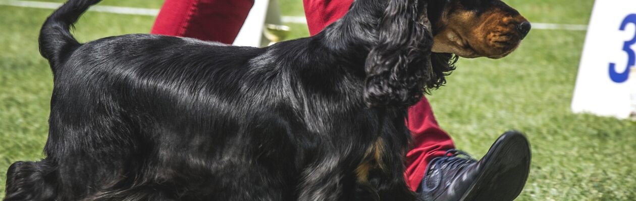 Läs mer om artikeln Utställningsträning 9 Juni